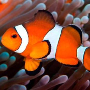 FISH AND COLOURS