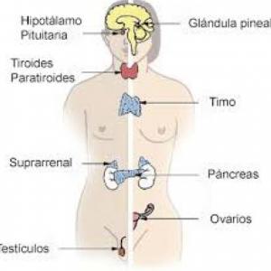 EL SISTEMA ENDOCRINO Y LAS GLANDULAS Y HORMONAS 