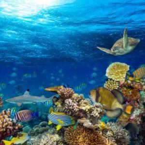 Wild Sea Animals