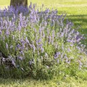 Plantas nativas de uso aromáticas
