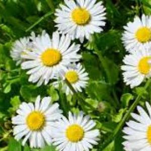¿Qué tanto sabemos de las plantas?