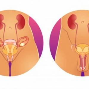 ANATOMIA DEL PARATO GENITAL MASCULINO Y FEMENINO