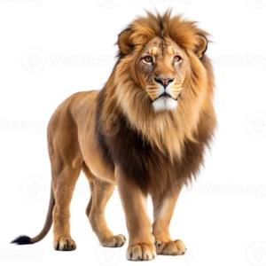 MEMOTEST DE ANIMALES DEL BOSQUE