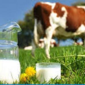 Imagen de portada del videojuego educativo: Circuito productivo de la leche, de la temática Ciencias