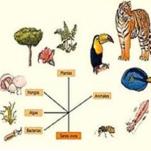 Imagen de portada del videojuego educativo: LOS 5 REINOS DE LA NATURALEZA, de la temática Biología