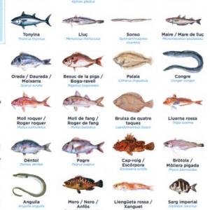 45 PESCADOS