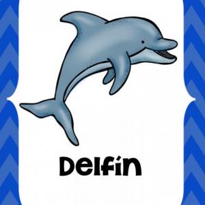 Clasificación de animales 