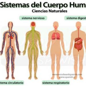 Sistemas del Cuerpo Humano