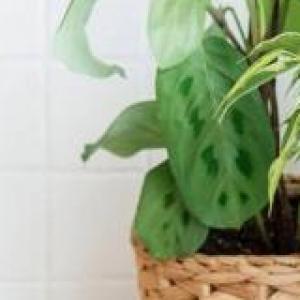 Nombre de Plantas
