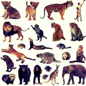 ANIMALES DE TIERRA