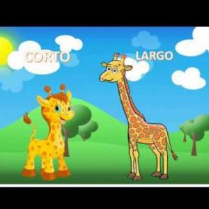 LARGO Y CORTO