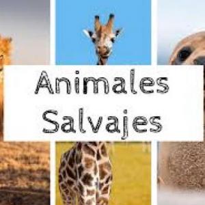 busquemos los animales salvajes