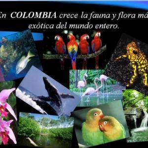 Conozcamos algunos animales de la fauna colombiana