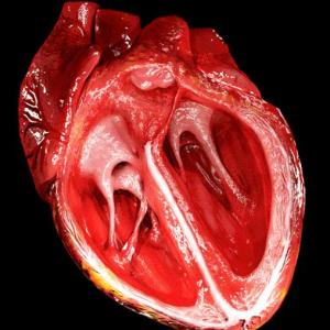 Sistema cardiovascular