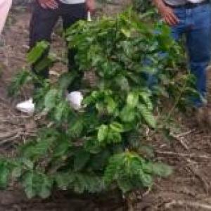 CONOCE SOBRE MANEJO DE UPAs