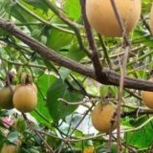 Conoce de Agricultura