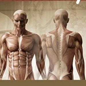 Human Anatomy