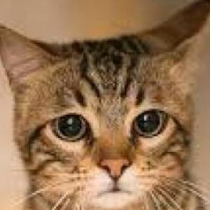 Distingue los animales