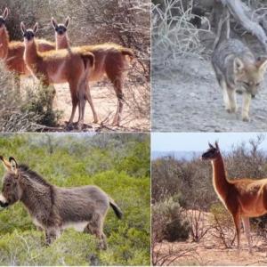 JUEGO DE MEMORIA DE LOS ANIMALES DEL VALLE DE LA LUNA