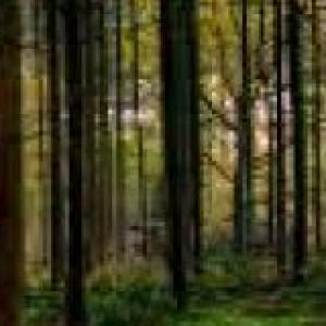 ¡Juguemos en el bosque!