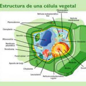 Trivia de Componentes Inorganicos.