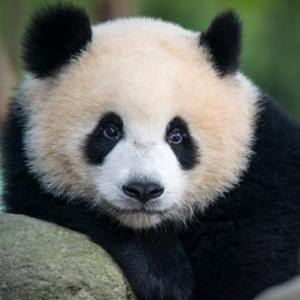 ¿Por que los animales se están en peligro de extinción?