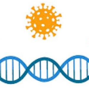 Virus ADN