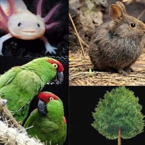 Especies endémicas.