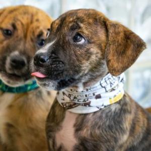 Perritos bonitos