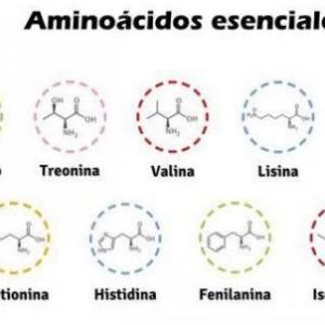 PRINCIPALES AMINOÁCIDOS