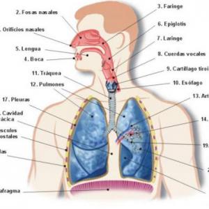 APARATO RESPIRATORIO