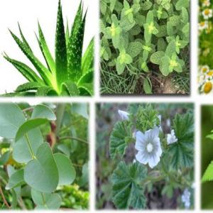 PLANTAS MEDICINALES