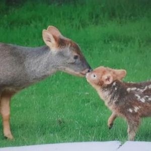 Imagen de portada del videojuego educativo: Coincidencias Pudú pudú, de la temática Medio ambiente