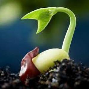 GERMINACIÓN 