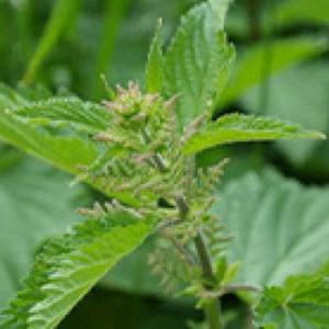 LAS PLANTAS
