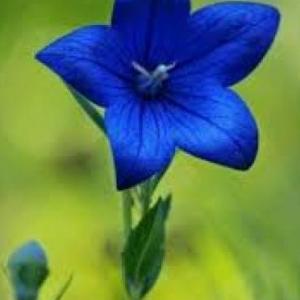 Las plantas sus partes y tipos