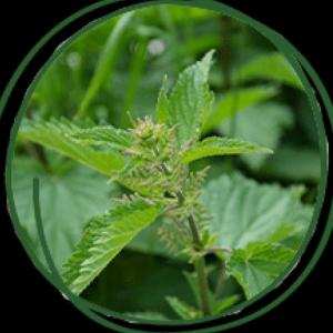 PARTES DE LAS PLANTAS