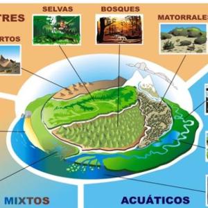 ANIMALES EN SU ECOSISTEMA