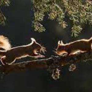 FOREST ANIMALS