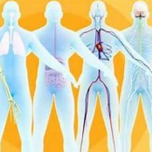 sistemas del cuerpo humano