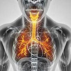 sistema respiratorio