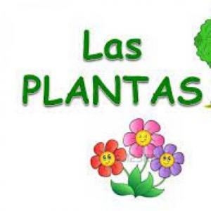 Las Plantas