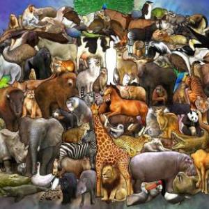 ANIMALES Y SUS COMIDAS