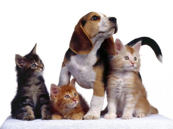 Animales Domésticos