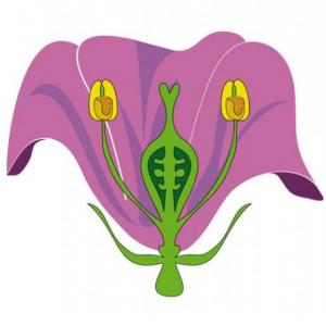 PARTES DE LA FLOR