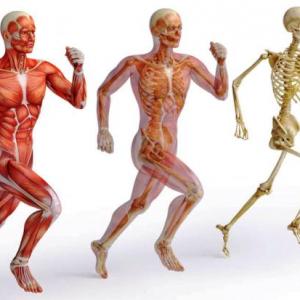 El aparato locomotor (Conocimiento del medio 5º)