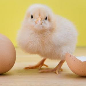 Procesos en pollos de engorde y aves de postura