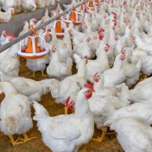 Normatividad avícola sistemas de producción aviar