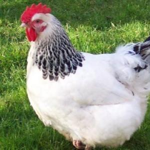 Procesos en pollos de engorde y aves de postura terminado