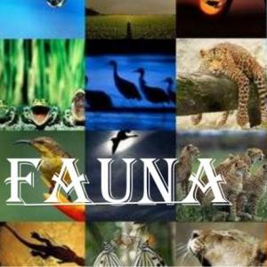 Fauna de la Aventura en México